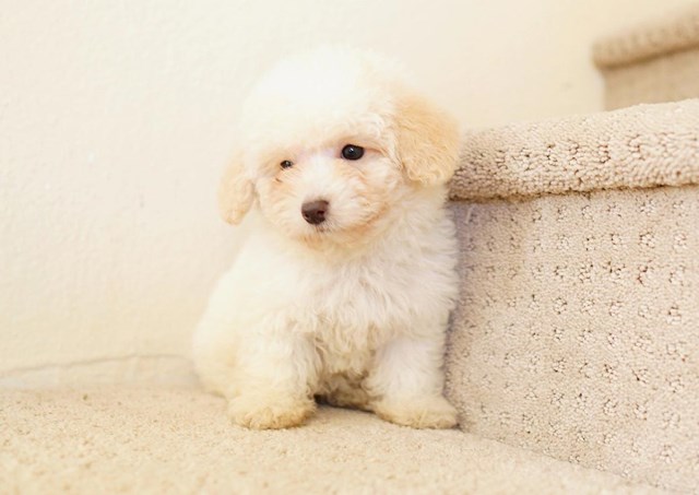 Maltipoo puppy for sale + 59783