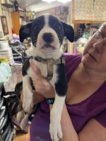 Pitski/Shepherd Puppies Australian Shepherd Dog for sale/adoption