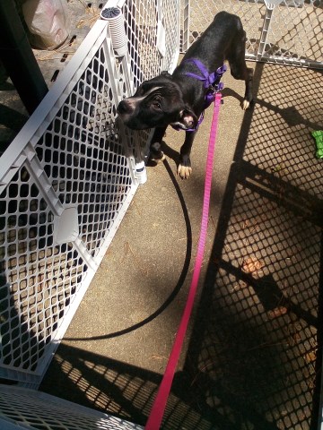 Rehoming male puppy