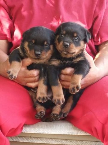 Rottweiler puppy for sale + 61940