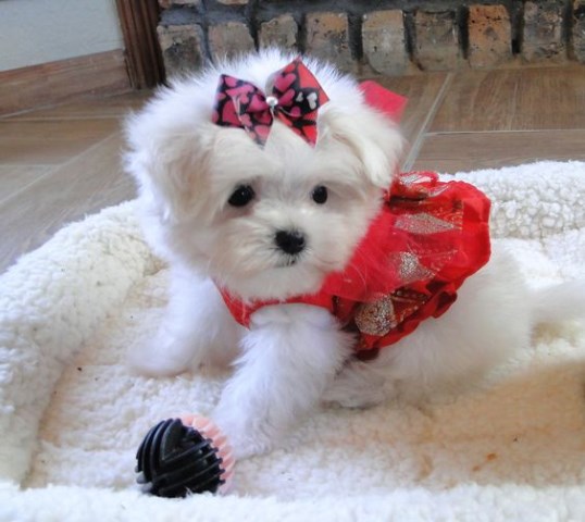 Maltese puppy for sale + 47995