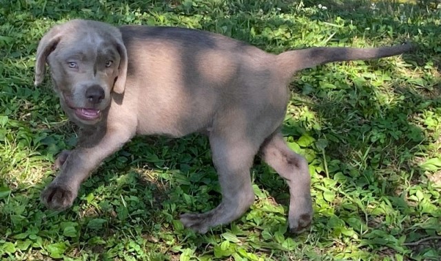 AKC Silver Labrador Retriever Puppies at Reduced Prices