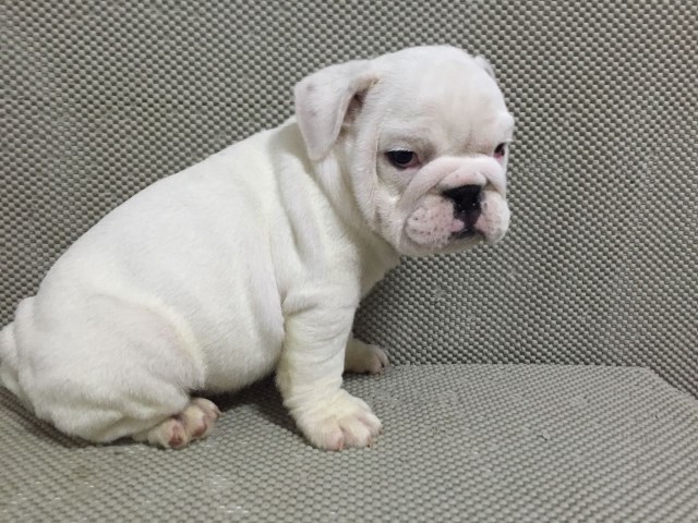 English Bulldog puppy for sale + 47611