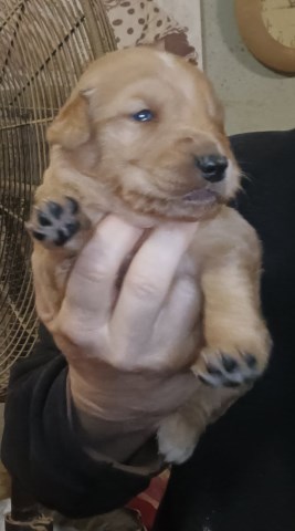 Golden Retriever puppies AKC