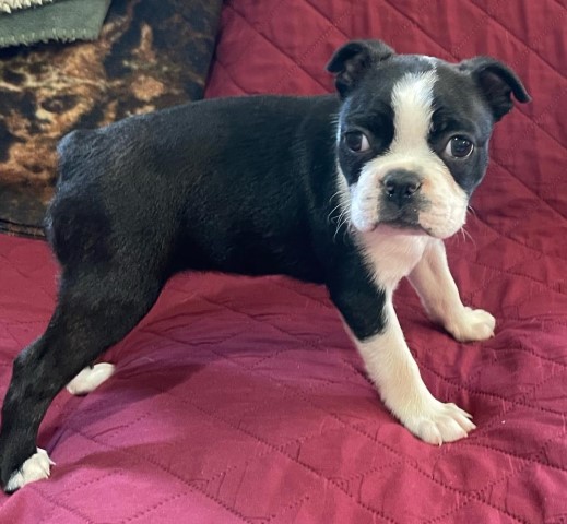 Boston Terrier puppy for sale + 63107
