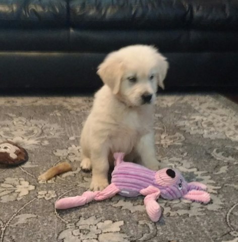 Golden Retriever puppy dog for sale in Hesperia, California