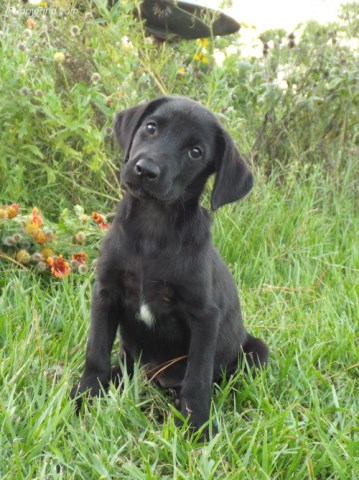 Black Labrador Retriever puppy dog for sale in Houston, Texas