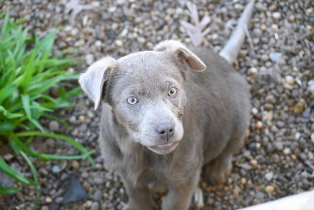 Labrador Retriever puppy for sale + 66964