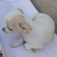 Full AKC Snow White Chihuahua for sale/adoption