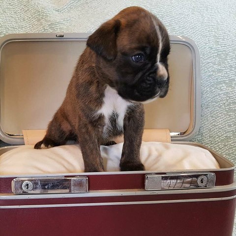 100% European AKC Boxer Puppies