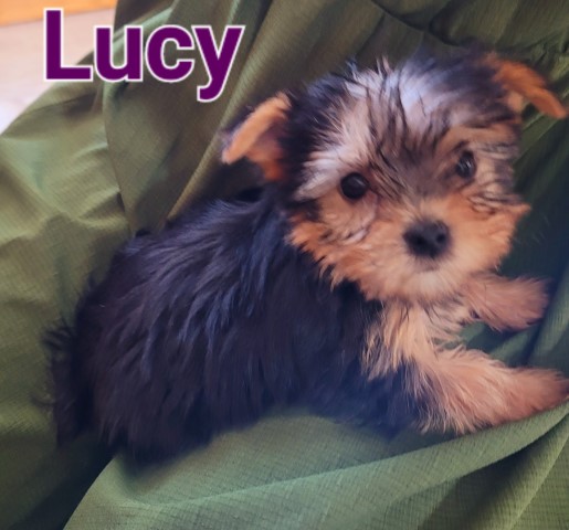 Yorkshire Terrier puppy for sale + 65366