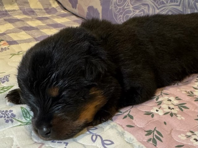 Rottweiler puppy for sale + 66911