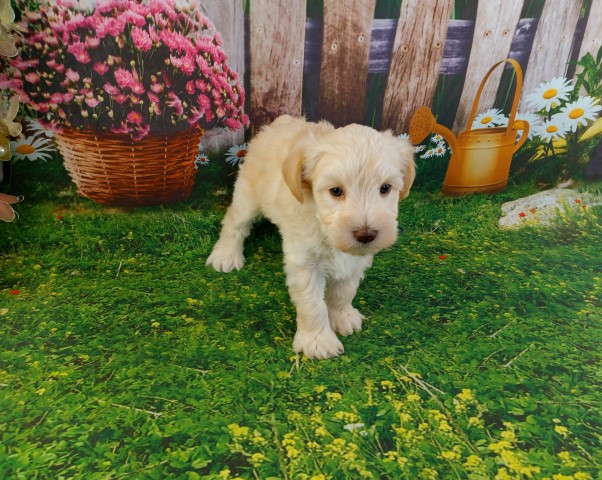 Cream/red Mini Schnauzer Puppy