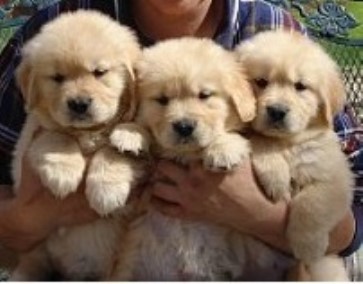 Golden Retrievers