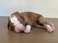 Bernese Mountain Dog thumbnail