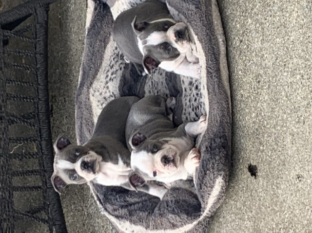 Boston Terrier puppy for sale + 66876