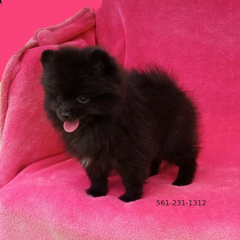 Pomeranian puppy for sale + 66660