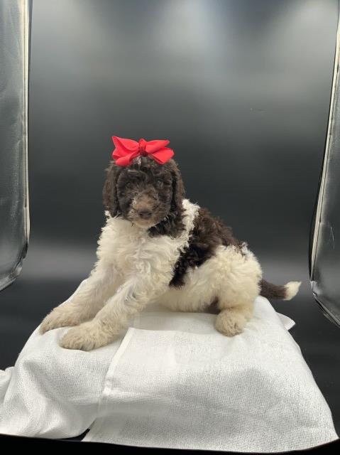 Poodle Standard puppy for sale + 66489