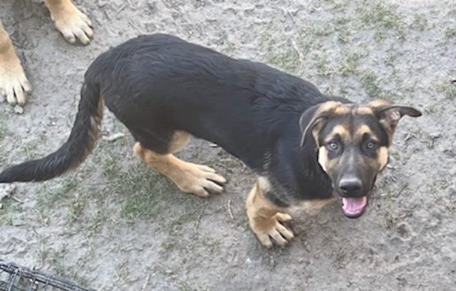 German Shepard puppy(male)