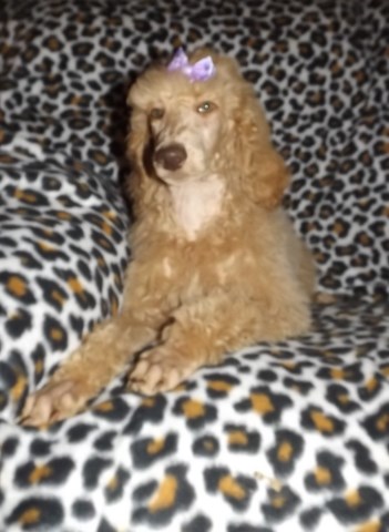 Poodle Standard puppy for sale + 60270
