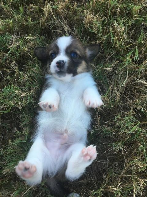 Pembroke Welsh Corgi puppy for sale + 53961