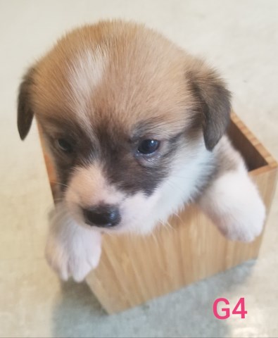 Pembroke Welsh Corgi puppy for sale + 58538