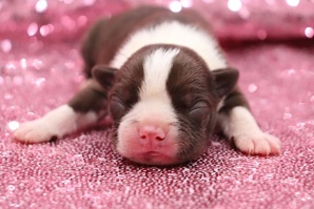 Boston Terrier puppy for sale + 66564