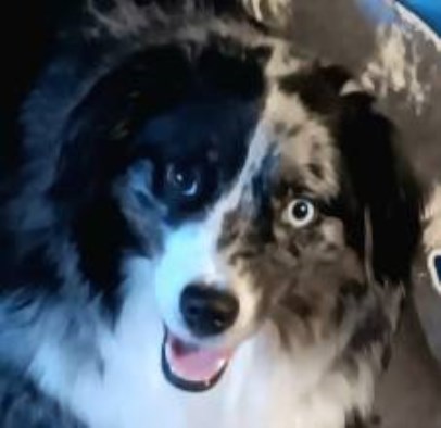 "Lulu" ASDR Blue Merle Mini Female Aussie