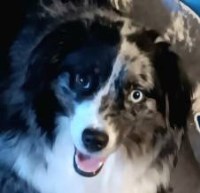 Miniature Australian Shepherd thumbnail