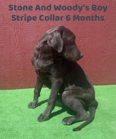 Labrador Retriever puppy for sale + 64677