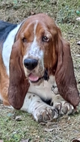 AKC BASSET HOUND Adult Femaile