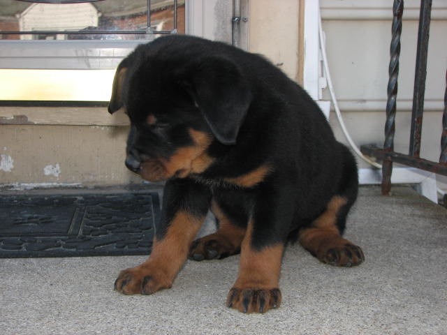 Rottweiler puppy for sale + 51493