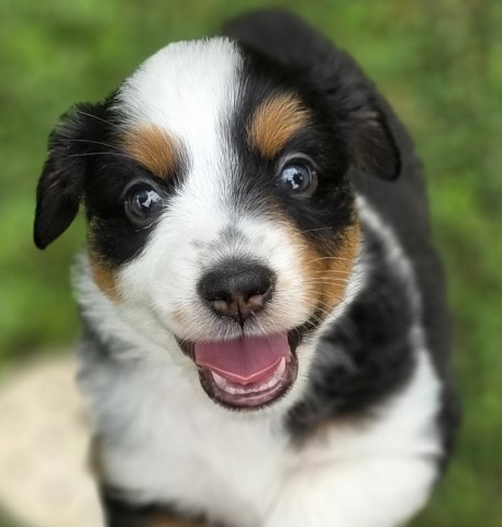 Miniature Australian Shepherd puppy for sale + 67253