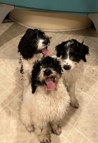 Springerdoodle puppies