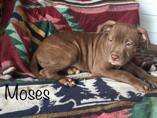American Pit Bull Terrier puppy dog for sale in hillsboro