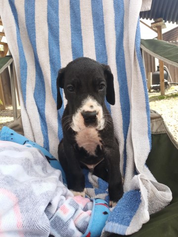 Great Dane puppy for sale + 58484