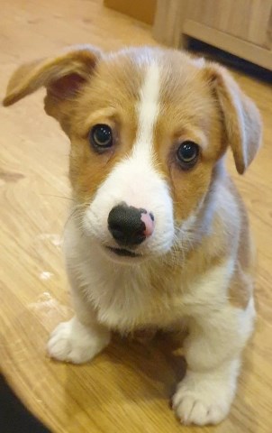 Pembroke Welsh Corgi puppy for sale + 58815