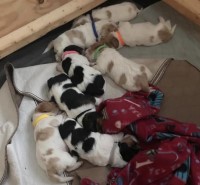 Basset Hound Puppies For Adoption Now Basset Hound for sale/adoption