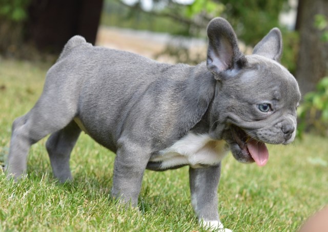 Rocko French Bulldog