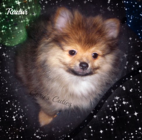 Radar Love Pomeranian Puppy