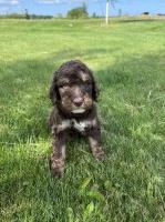 English Setter thumbnail