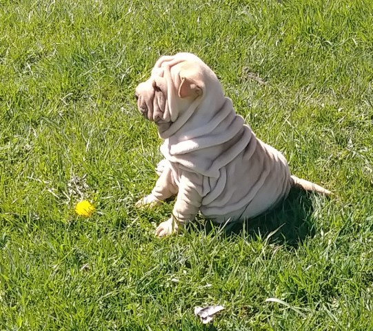 Shar Pie Puppies- Beautiful and Very Wrinkled