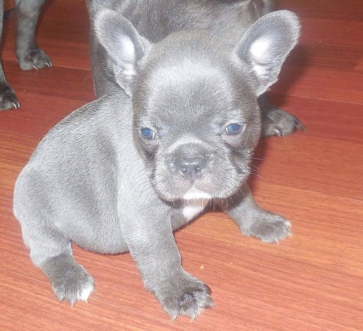 French Bulldog puppy for sale + 53172