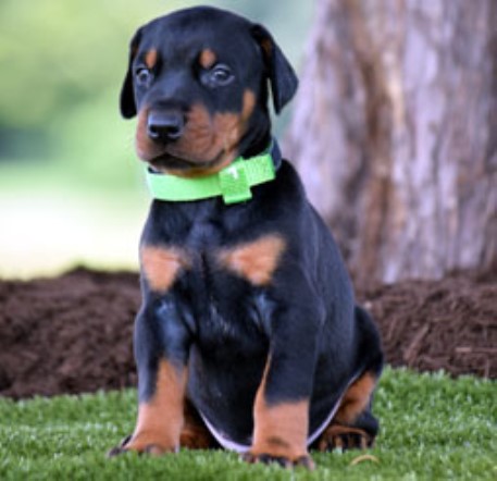 Doberman Pinscher puppy for sale + 64826