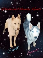 AKC Reg. Siberian Husky Puppies Due February 24th 2026 Siberian Husky for sale/adoption