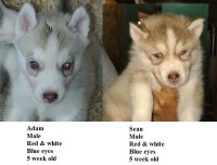 AKC Siberian Husky Champion  lines Siberian Husky for sale/adoption