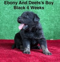 AKC Charcoal And Black Labrador Puppies Labrador Retriever for sale/adoption