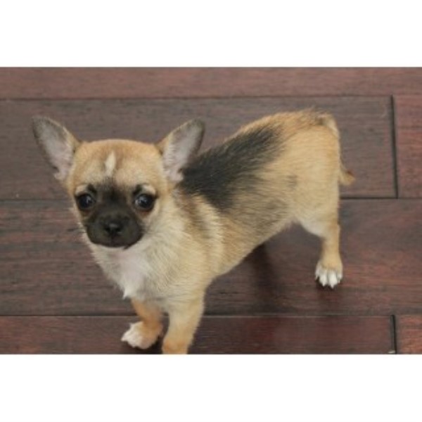Chihuahua puppy for sale + 46215