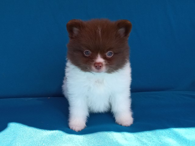 Pomeranian puppy for sale + 66545
