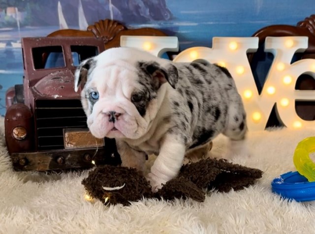 English Bulldog puppy for sale + 66627